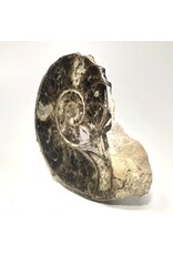 Large ammonite orthoceras fossil