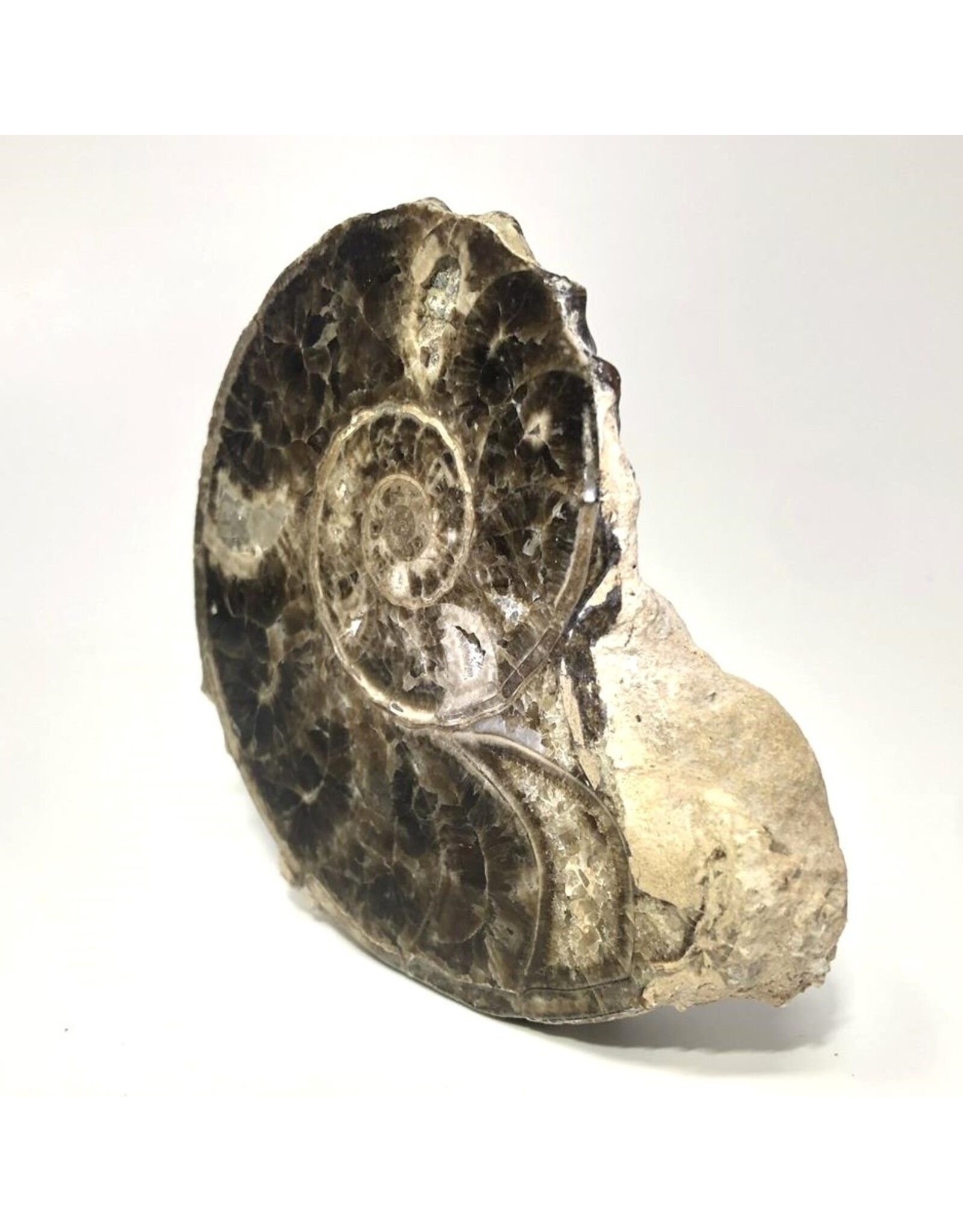 Large ammonite orthoceras fossil