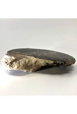 Large ammonite orthoceras fossil