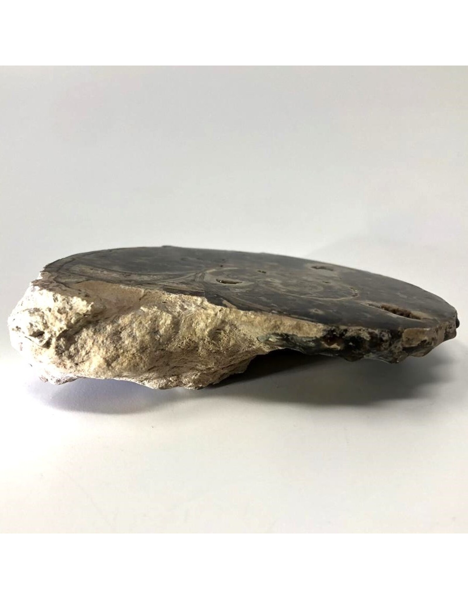 Large ammonite orthoceras fossil