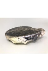 Large ammonite orthoceras fossil
