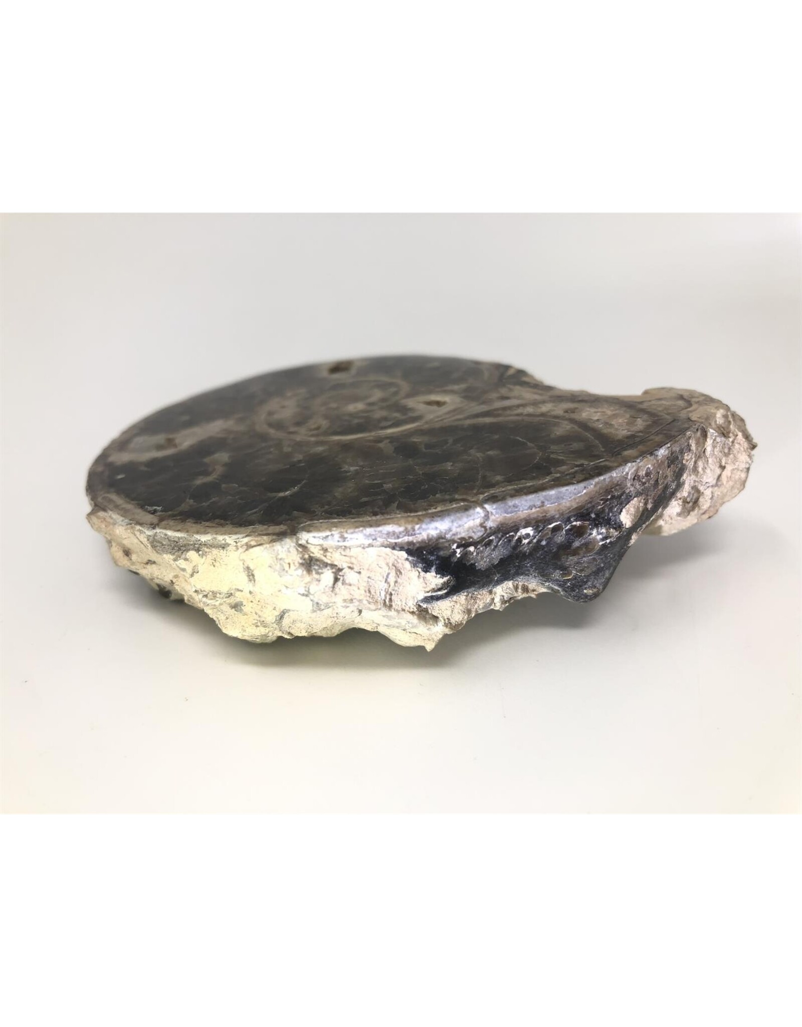 Large ammonite orthoceras fossil
