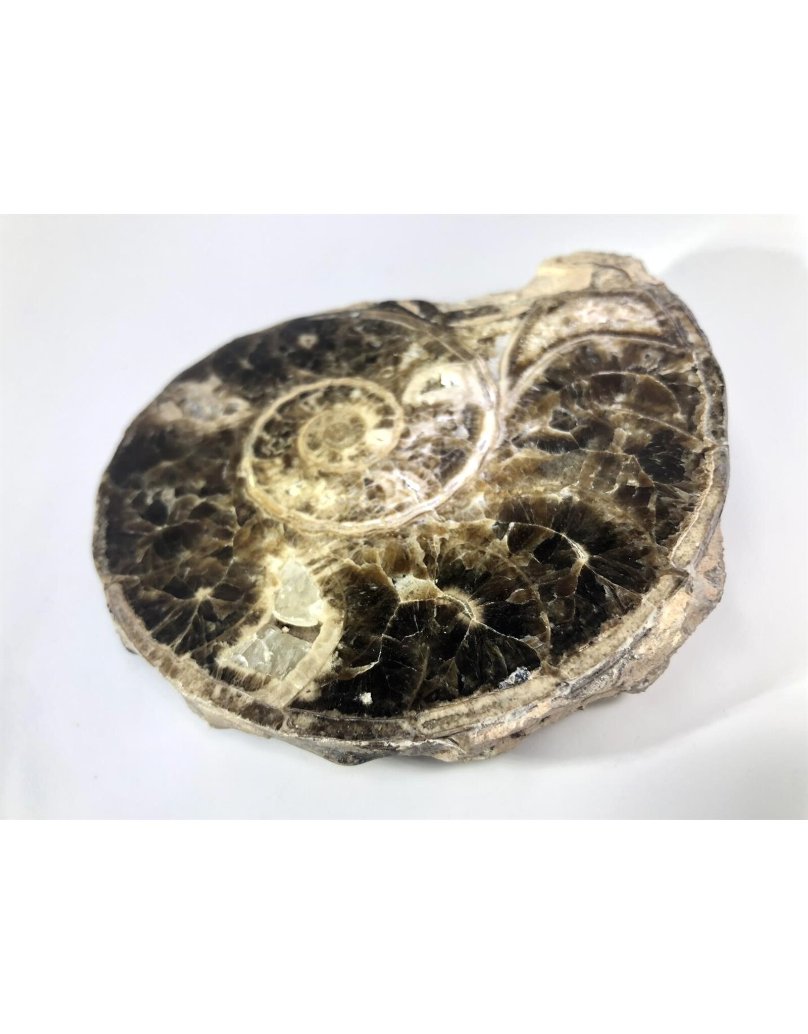 Large ammonite orthoceras fossil