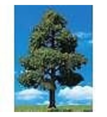 Woodland Scenics #TR3507, Woodland Scenics Sun Kissed Trees 3"- 4" (3)