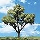 Woodland Scenics #TR3545, Woodland Scenics Early Light Trees 3/4"- 1 1/4" (8)