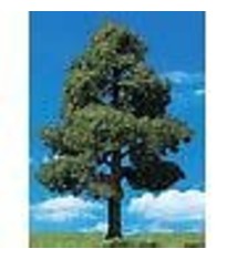 Woodland Scenics #TR3504, Woodland Scenics  Sun Kissed Trees 2"- 3" (4)