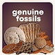 D&L Rock, Fossil & Mineral Collection & Activity Kit