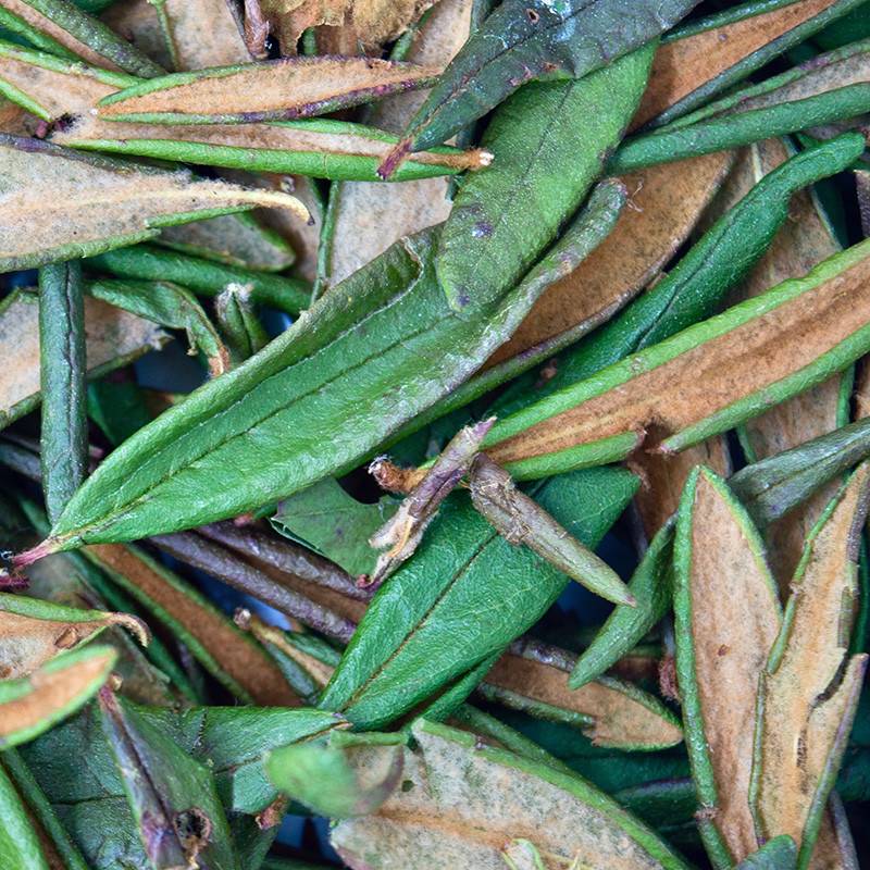 Labrador tea