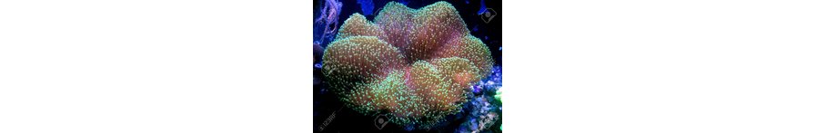 Soft Coral