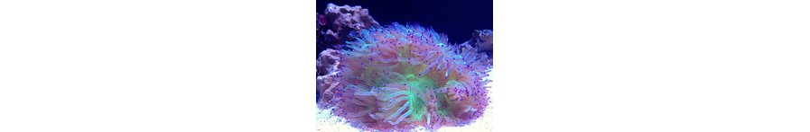 LPS Coral