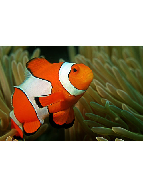 Clownfish - Percula