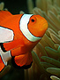 Clownfish - Percula