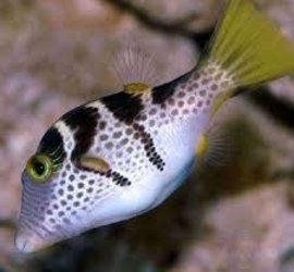 Puffer Valentini Saddle Back Puffer Glass Aquatics