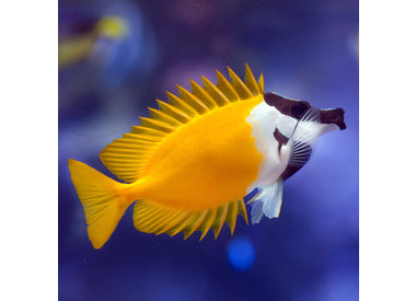 Foxface/Rabbitfish