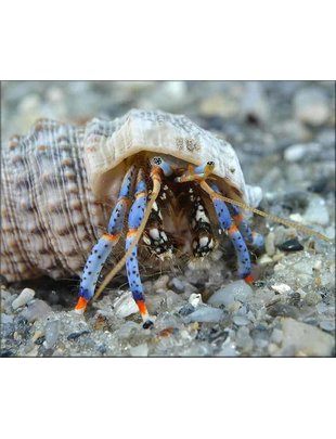 Crabs - Hermit, Blue-Leg, Med