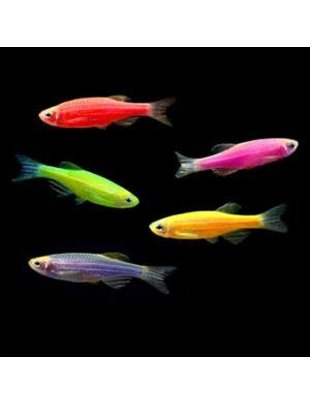 Danio - Asst. GloFish (Md)