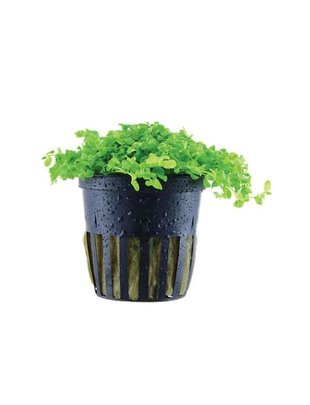 Tropica Micranthemum Tweediei 'Monte Carlo' -   Potted  (Tropica)