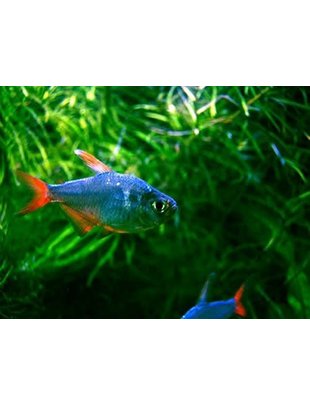 Tetra - Red & Blue Columbian (Md)