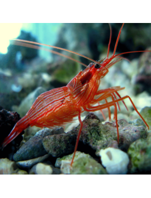 Shrimp - Peppermint (Md)