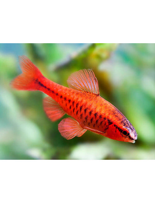 red glass barb