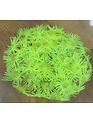 Living Color Replica Coral Décor - Aquaglobe