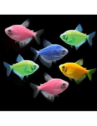 Tetra - GloFish Asst. (Md)