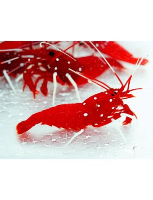 Shrimp - Blood Fire (Md)
