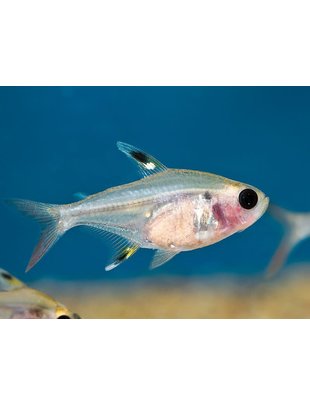 Tetra - Red Belly X-Ray (Lg) (1")