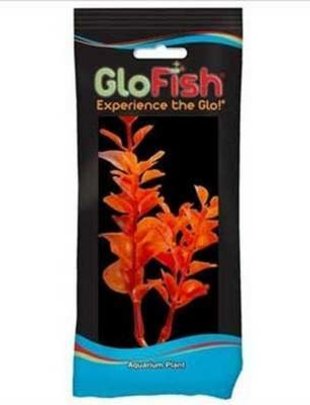 GloFish 4" Neon Orange Moneywort Plant