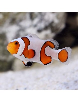 Clownfish - Fancy White,Gladiator,Davinci(Premium)