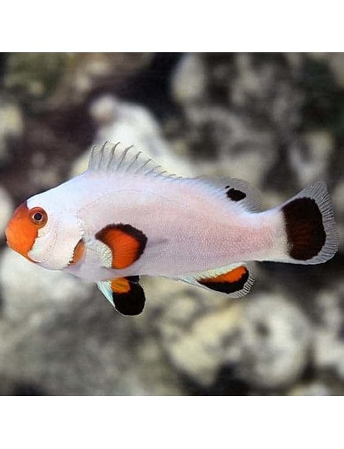 Clownfish - Wyoming White