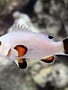 Clownfish - Wyoming White