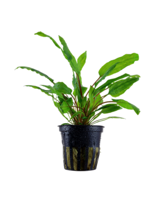 Tropica Cryptocoryne Wendtii  'Green' - Potted (Tropica)