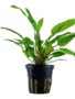 Tropica Cryptocoryne Wendtii  'Green' - Potted (Tropica)