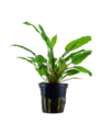Tropica Cryptocoryne Wendtii  'Green' - Potted (Tropica)