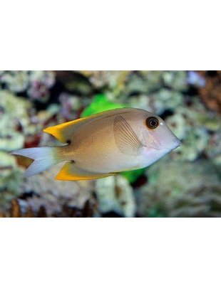 Tang - Bristletooth Tomini Flame Fin