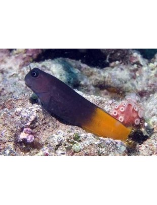 Blenny - Flametail