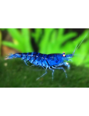 Shrimp - Blue Velvet/Dream (.75")