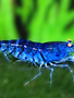 Shrimp - Blue Velvet/Dream (.75")