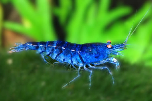 blue velvet shrimp