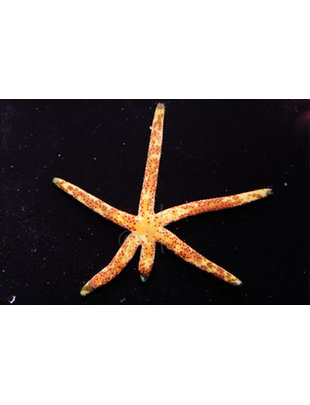 Starfish - Dalmation Red, Linkia (1.5-3.5") Md