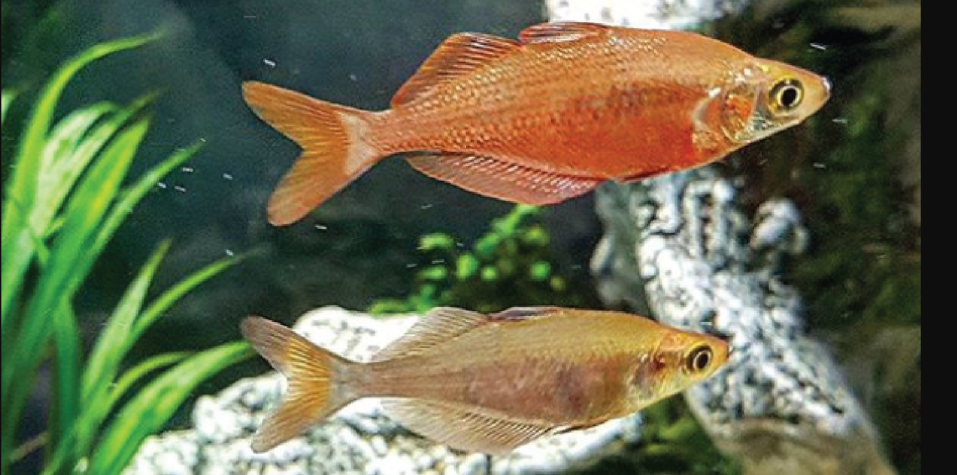 Rainbow Fish - Red New Guinea Red Irian (Md 1.5") - Glass