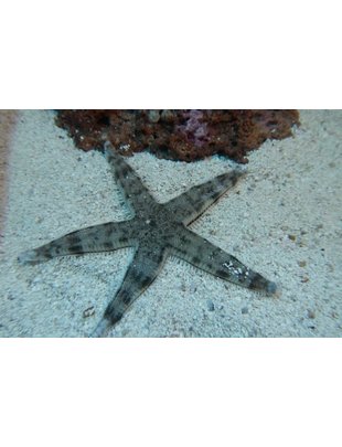 Starfish - Sand Sifting (Md)