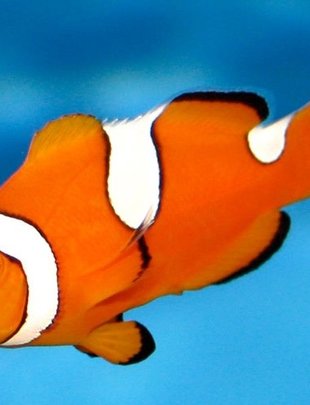 Clownfish - Percula,Misbar