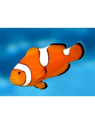 Clownfish - Percula,Misbar