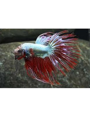 Betta - Crowntail, Male (Md)