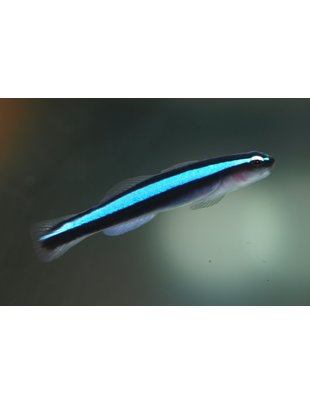 Goby - Blue Neon