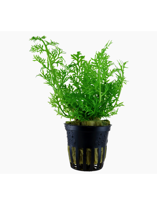 Tropica Ceratopteris Thalictroides  - Potted (Tropica)