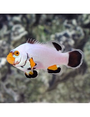 Clownfish - Platinum