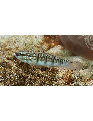 Goby - Dragon Sand Sifter Sleeper